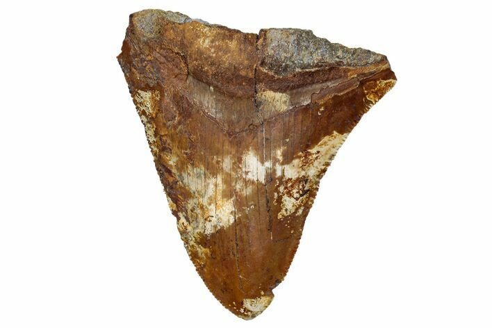 Bargain, Fossil Megalodon Tooth From Angola - Unusual Location #258594